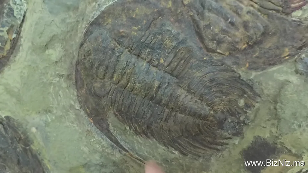 Fossiles d'Erfoud