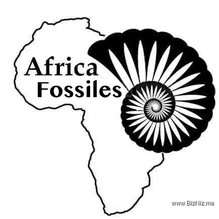 Africa Fossiles