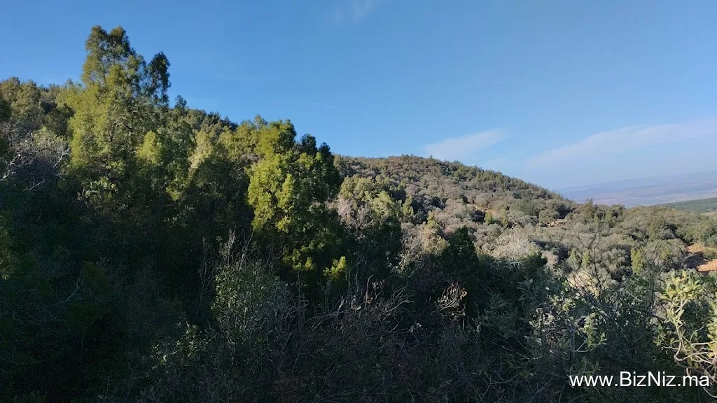 sarif ساريف