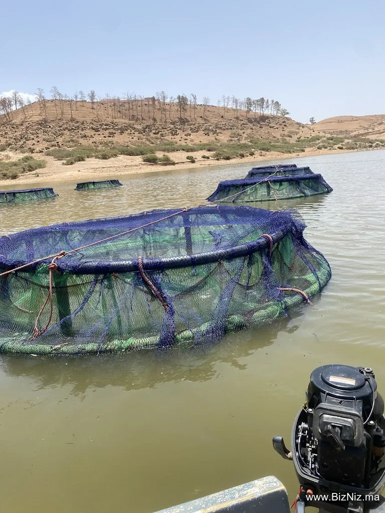 Cooperative TADLA FISH
