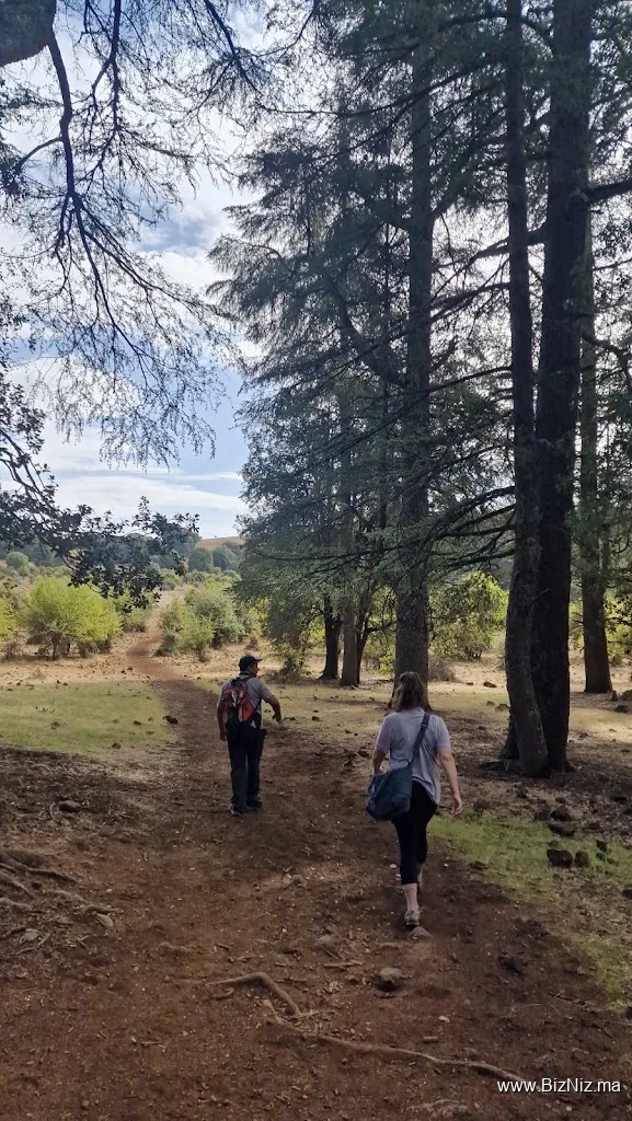 Ifrane National ParK, cedar forest/ Guide, Hiking,Trekking/Randonnées Guidés