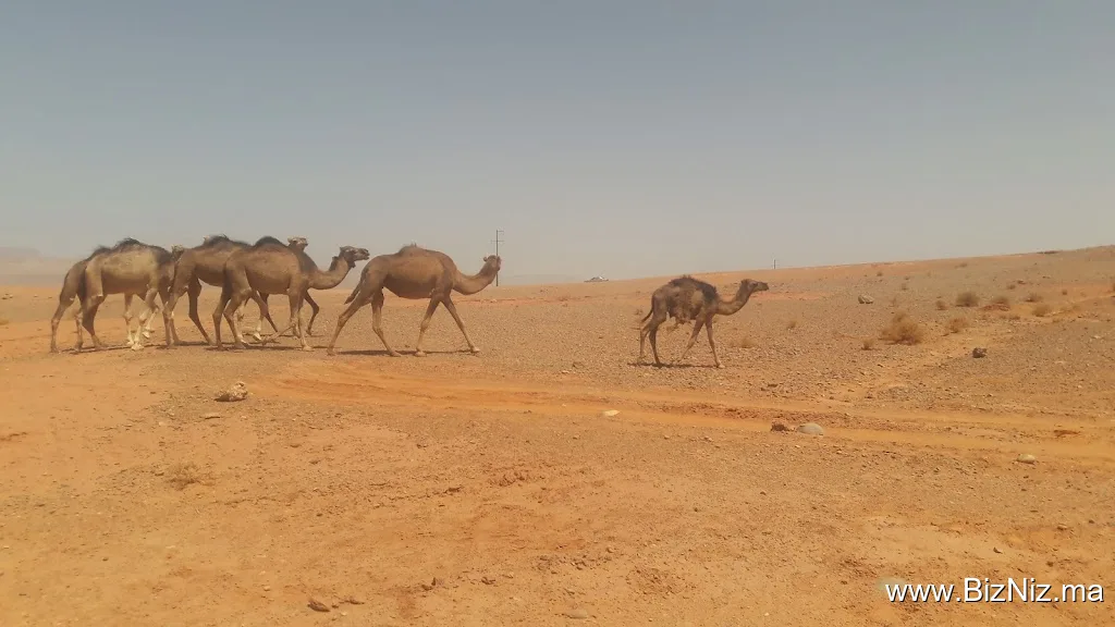 Amazigh Emotions Tours Sarl