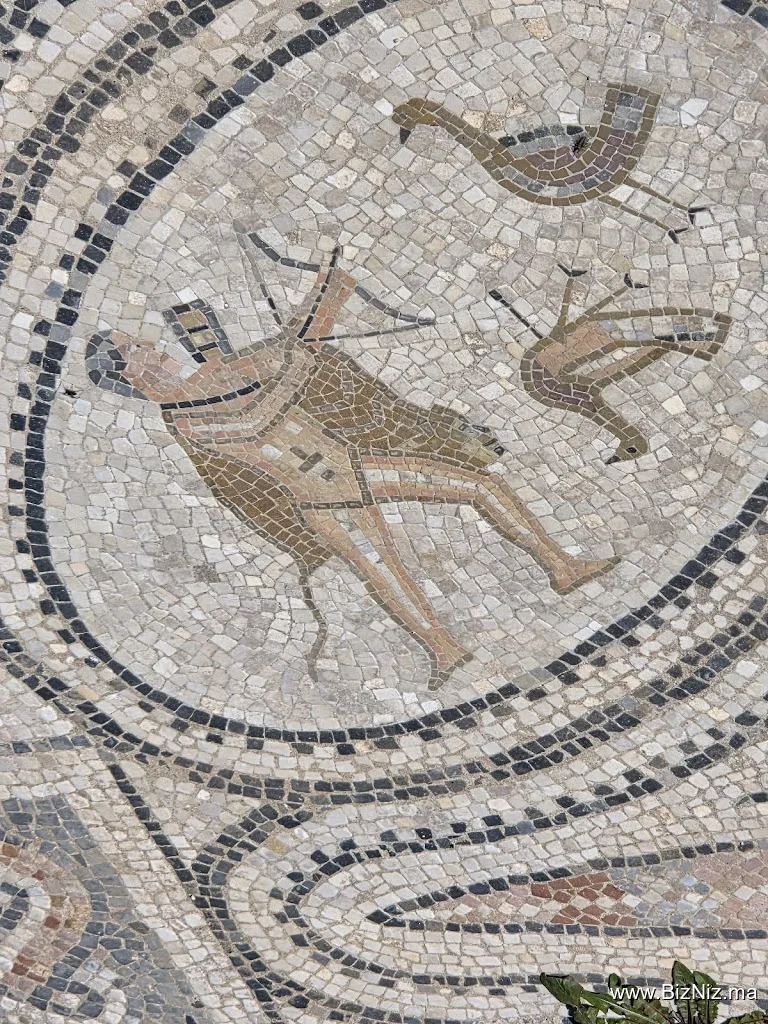 Site Archéologique de Volubilis