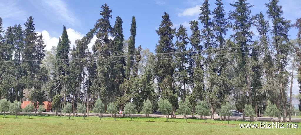 باعة الصايكوك