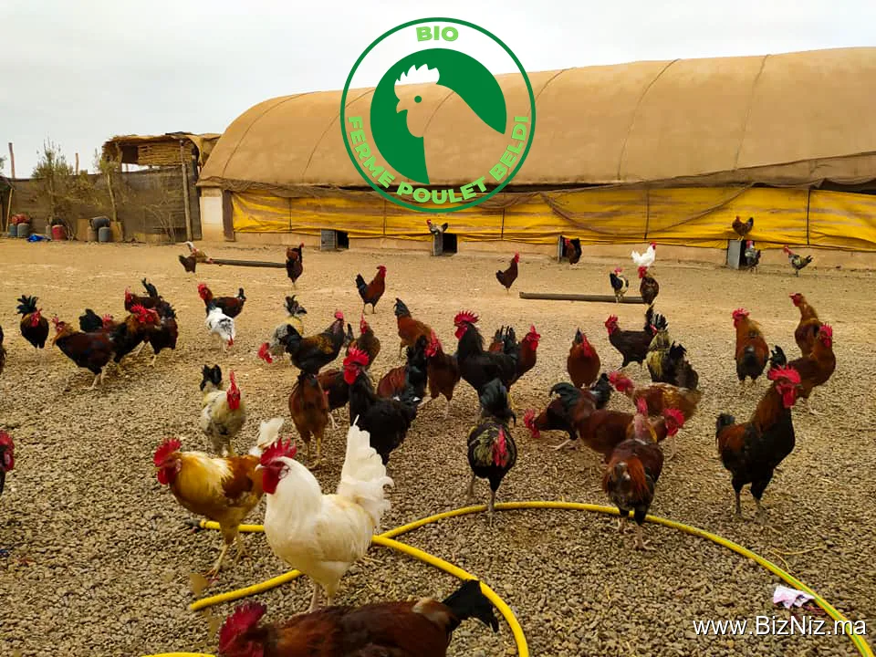 Ferme Poulet Beldi