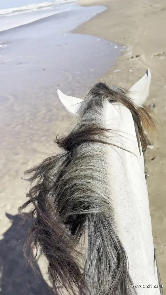 Hamza Reguiai Cheval équitation