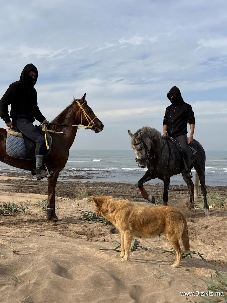 Hamza Reguiai Cheval équitation