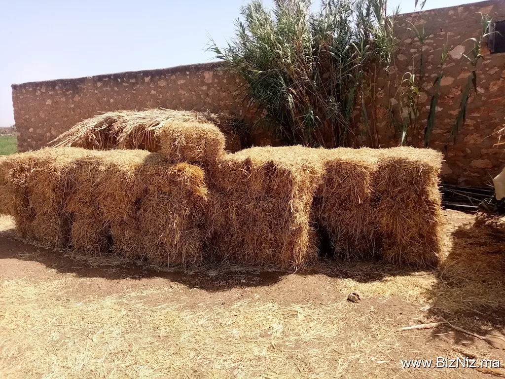 -اولاد بن رحال-الرحاحلة