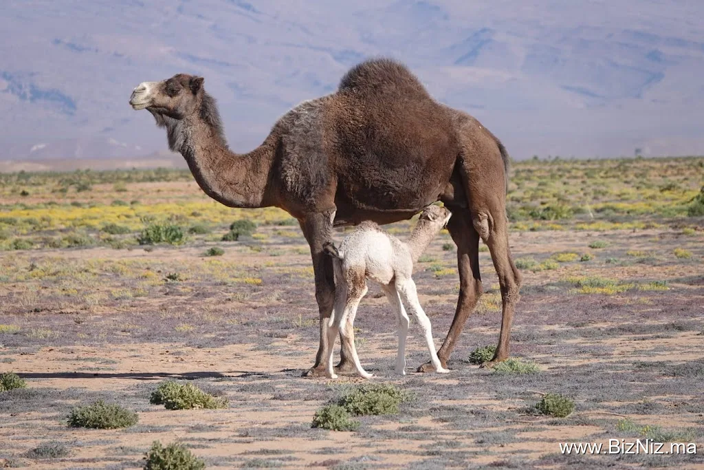 Foum Zguid Desert Travel