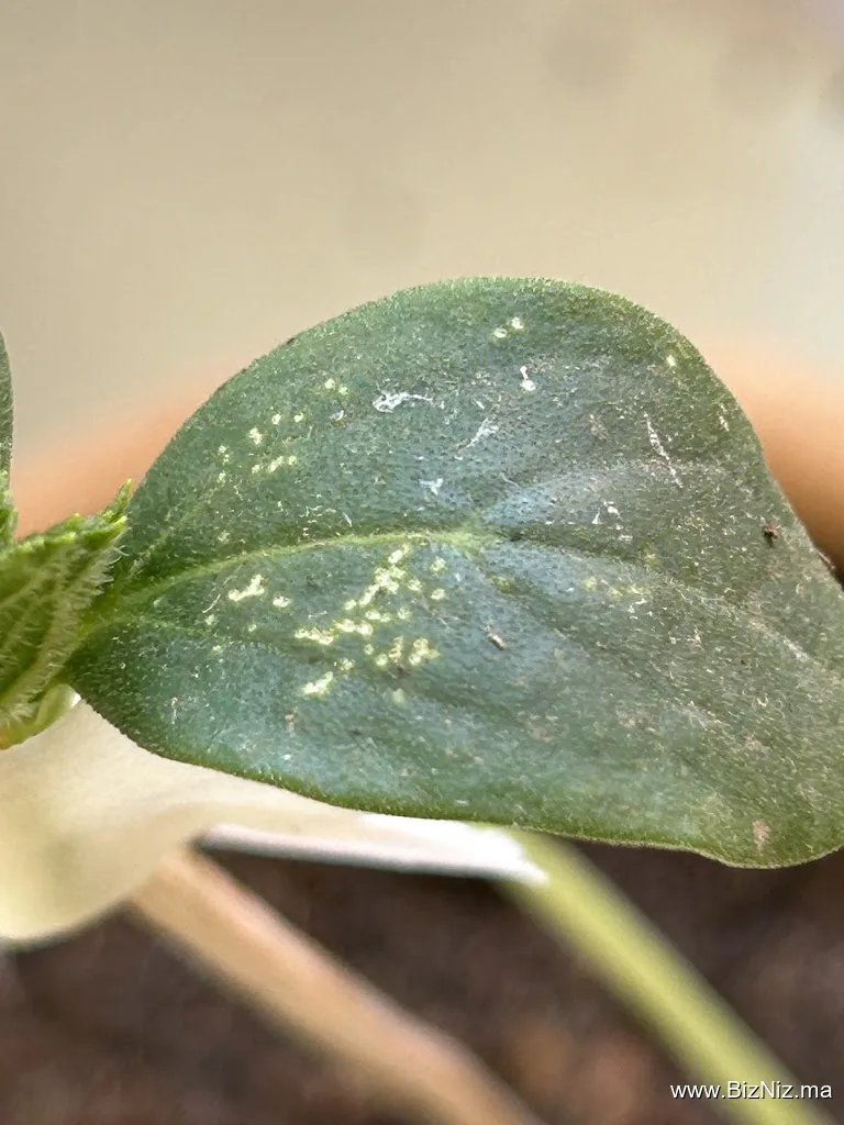 AGRIFERTIL