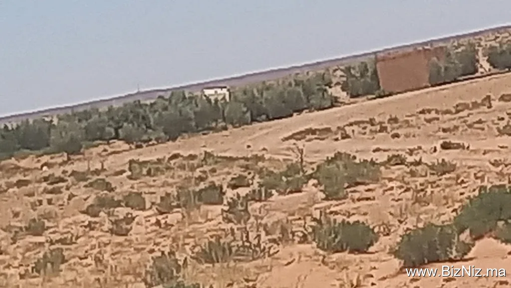 عكلة السدرة